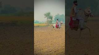 Coming SoonKall 4 Bjy 24 November ko song upload ho rha ha horse yshorts shorts fashiontrends [upl. by Kynan]