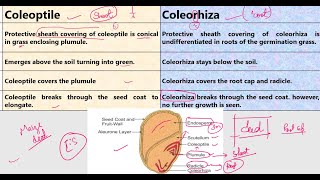 Coleoptile vs Coleorhiza [upl. by Woodhead]