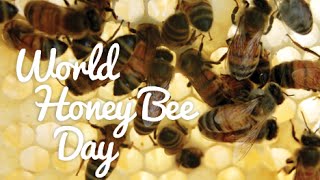 Happy World Honey Bee Day [upl. by Atsirhc12]