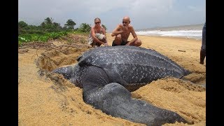 World’s Largest Sea Turtle Emerges From The Sea Over 2000 pounds [upl. by Araas366]