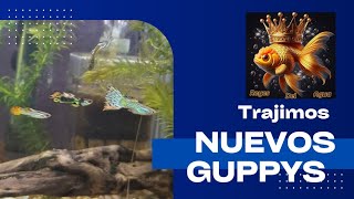 trajimos nuevos guppysreyesdelagua [upl. by Nolte8]