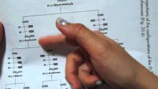 How to Memorize the Dfamily of aldoses to aldohexoses chart [upl. by Oniuqa]