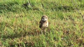 Burrowing Owl  Rattle Snake Call [upl. by Ynamad]