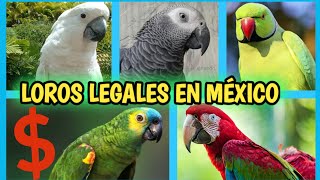 LOROS LEGALES en MÉXICO  Compra de Loros  25 especies legales [upl. by Hnib]