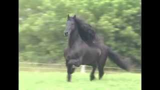 KFPS Friesian Stallion Mintse 384 Sport [upl. by Akinnor]