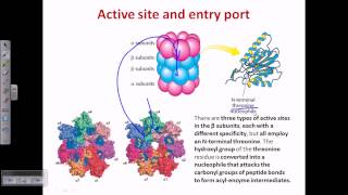 Proteasome and protein degradation [upl. by Brena]