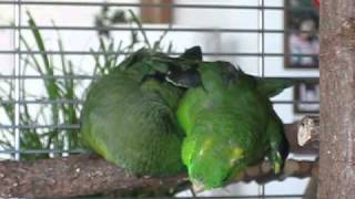 Lineolated Parakeets holding hands ♥♥♥ [upl. by Watt]