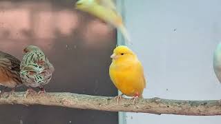 Outdoor Aviary  Goldfinch  Carduelis Cannabina  sticlete  pietrusel  Bird sound relaxing nature [upl. by Ynos]