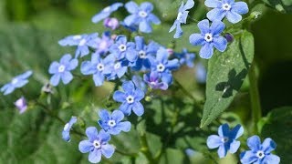 Jack Frost Brunnera macrophylla Siberian Bugloss [upl. by Gothurd]