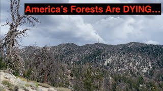 This Fungus is DESTROYING Americas Forests White Pine Blister Rust [upl. by Sihunn]