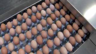 Moba Prima 2000 egg grading and packing machine [upl. by Nailliw689]