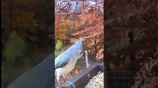 Handsome Tufted Titmouse on the back platform [upl. by Izabel]