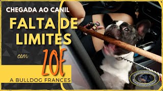 Chegada ao Canil  ZOE  Bulldog Frances  PARTE 1 [upl. by Ki315]