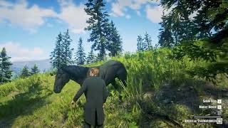 Taming Wild American Standardbred Horse and Selling at the Stable  RDR2 [upl. by Vahe416]