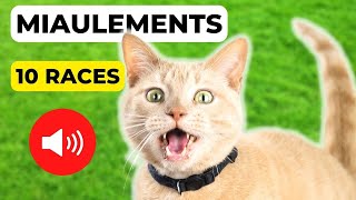 Miaulements de Chats 10 Races  🐱 Attirer un Chat GARANTI [upl. by Shantha]