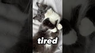 cat gattini pets gatta catlover gattidivertenti memes gattonero tiktok [upl. by Alison]