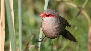 Common Waxbill  Filmed by Greg Morgan [upl. by Aihsakal]