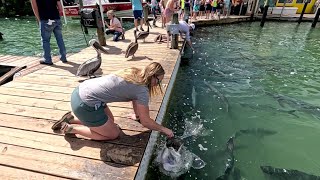 Tarpon Feeding at Robbies of Islamorada [upl. by Ahsel]