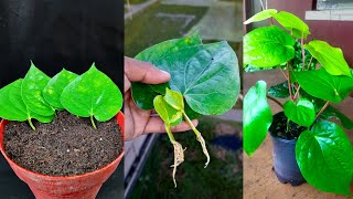 How to grow betel leaves Paan plant from leaves [upl. by Mikel]