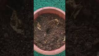 How to Grow Oregano at Home  Easiest amp Fastest way to grow Oregano in Containers from seeds shorts [upl. by Neleb793]