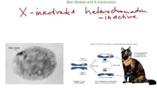 X Inactivation and Barr bodies [upl. by Lauer705]