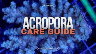 Acropora Care Essential Tips for Thriving Staghorn and Table Corals [upl. by Telrahc]