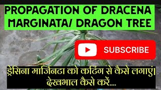 ड्रेसिना मार्जिनटा को कटिंग से कैसे लगाएं देखभाल कैसे करेंgardening dracena propagation yt [upl. by Astraea42]