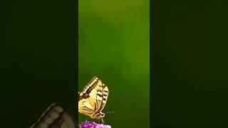 Animal NATURE Video Butterfly Pollinating Team [upl. by Ahseenyt]