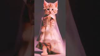 AI Cat Dance Video You NEED to See learnwithfun kidscartoon animatedkids babycartoons cartoon [upl. by Wasson]