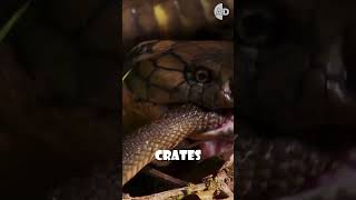 King Cobra Eats Other Venomous Snakes animals [upl. by Huttan]