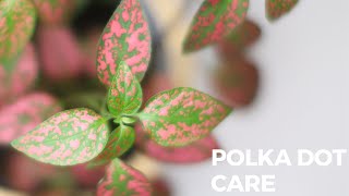 Polka Dot Plant Care  Hypoestes Plant Care [upl. by Nihsfa]