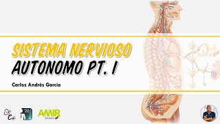 Fisiología  Sistema Nervioso Autónomo Pt I Simpático y Parasimpático [upl. by Aneres]