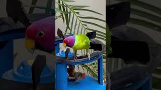 Plum headed parrot wow new parrot welcome [upl. by Scales]