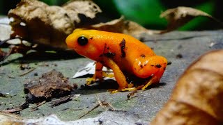 Mantella aurantiaca  Mocquard 1900  Mantellidae  Mantelle doré mantella doré [upl. by Yborian]