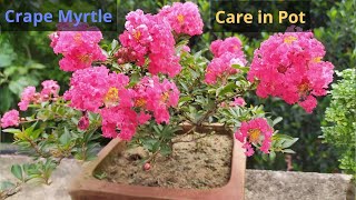 Pride of India Crape myrtle Lagerstroemia flower plant Care in pot [upl. by Akihsal]