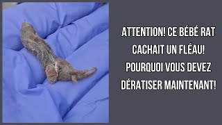 ATTENTION Ce Bébé Rat Cachait un Fléau Pourquoi Vous Devez Dératiser MAINTENANT [upl. by Horbal506]