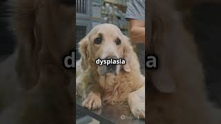 Golden Retriever The Perfect Dog Pros amp Cons in 60 Seconds [upl. by Adnara894]