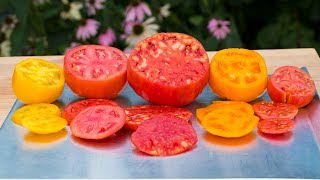 Tomatoes The Best Varieties [upl. by Melise]