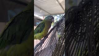 PERICO CANTANDO LA CUCARACHA [upl. by Acirea]