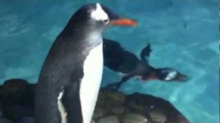 ON THE ICE WITH THE PENGUINS AT MELBOURNE AQUARIUM [upl. by Maurreen]