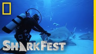 Tonic Immobility in Tiger Sharks  SharkFest [upl. by Cherise765]