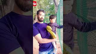 funny monkey shorts funny comedy monkey bandar cute trendingshorts shortsytshorts [upl. by Adnalram896]