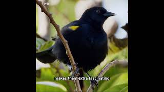 The Endangered Yellow Shouldered Blackbird A Puerto Rican Treasure [upl. by Jeddy875]