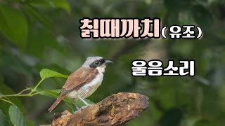 칡때까치유조 울음소리 The sound of thickbilled shrike [upl. by Anaeed437]