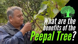 What are the benefits of the Peepal tree Ficus religiosa [upl. by Achilles460]