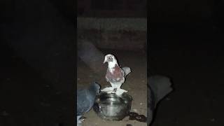 Main Apne kabootar ka Joda Laga Diya pigeon fancykabutar fancykabuter kabutar shorts [upl. by Aserehc]