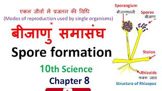 spore formation in rhizopus gajendra singh rathoreबीजाणु समासंघ10th ncert sciencechapter 8 [upl. by Waldon774]