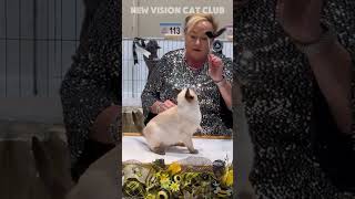 TONKINESE catshow catlover tonkinese catshorts [upl. by Rori]