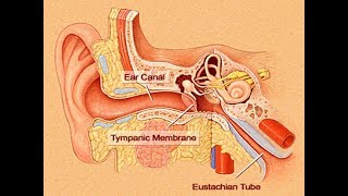 EUSTACHIAN TUBE DYSFUNCTION  DRFOHEID ALSOBEI [upl. by Kowatch]