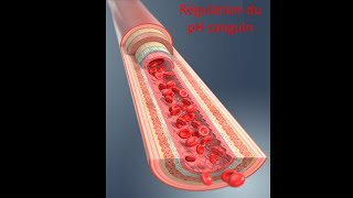 Capsule 8BLes équilibres acidobasiques et la régulation du pH sanguin [upl. by Alguire]